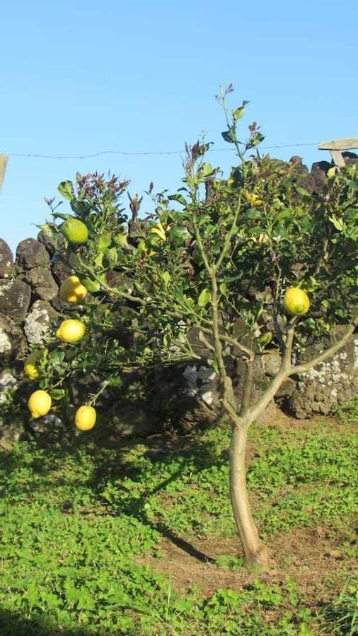 Santo Amaro  Casa Da Arquinhaヴィラ エクステリア 写真